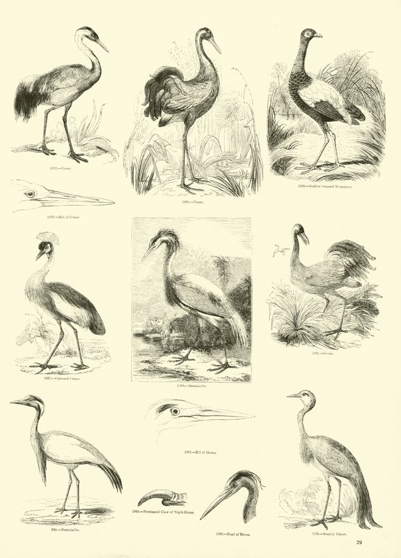Pagina uit Het Picturale Museum van Geanimeerde Natuur door English School