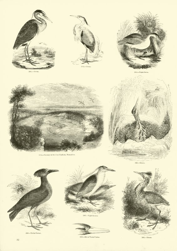 Pagina uit Het Picturale Museum van Geanimeerde Natuur door English School