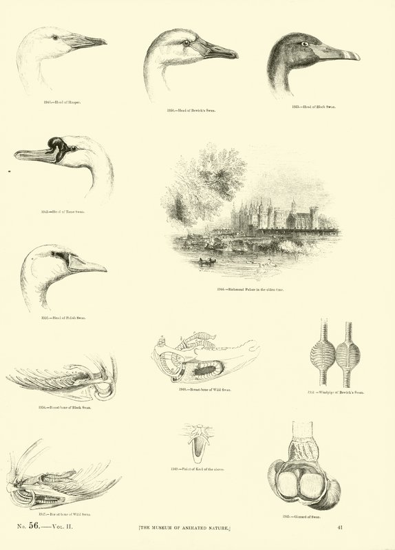 Pagina uit Het Picturale Museum van Geanimeerde Natuur door English School