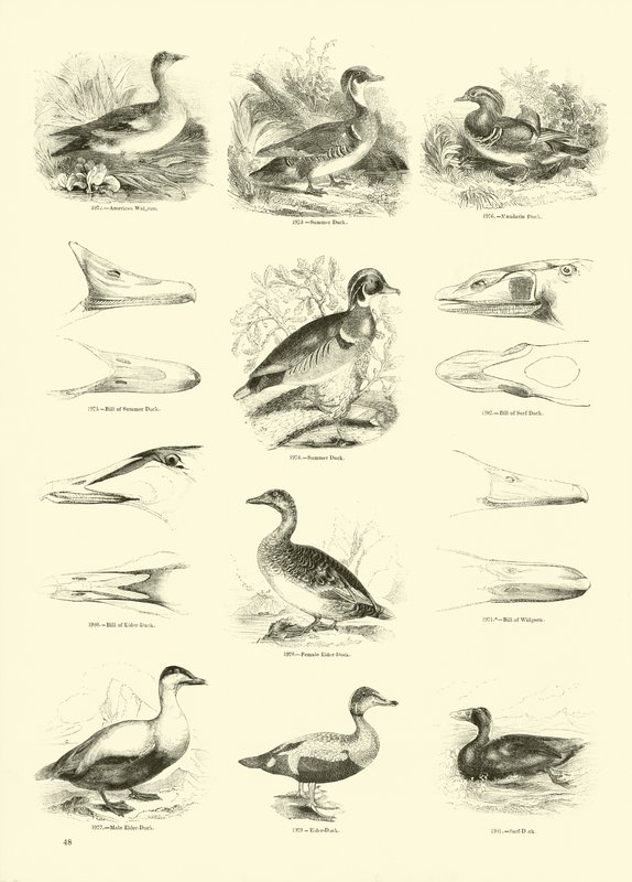 Pagina uit Het Picturale Museum van Geanimeerde Natuur door English School