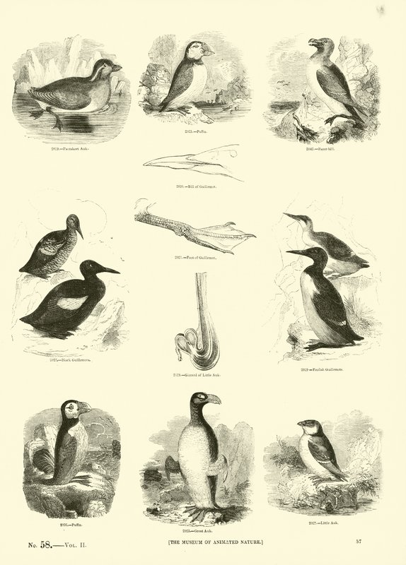 Pagina uit Het Picturale Museum van Geanimeerde Natuur door English School