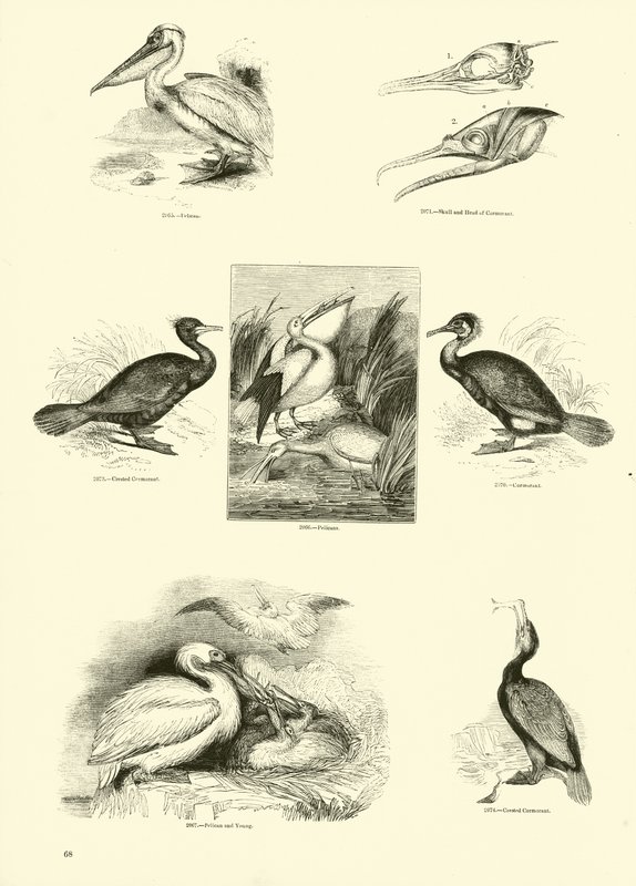 Pagina uit Het Picturale Museum van Geanimeerde Natuur door English School