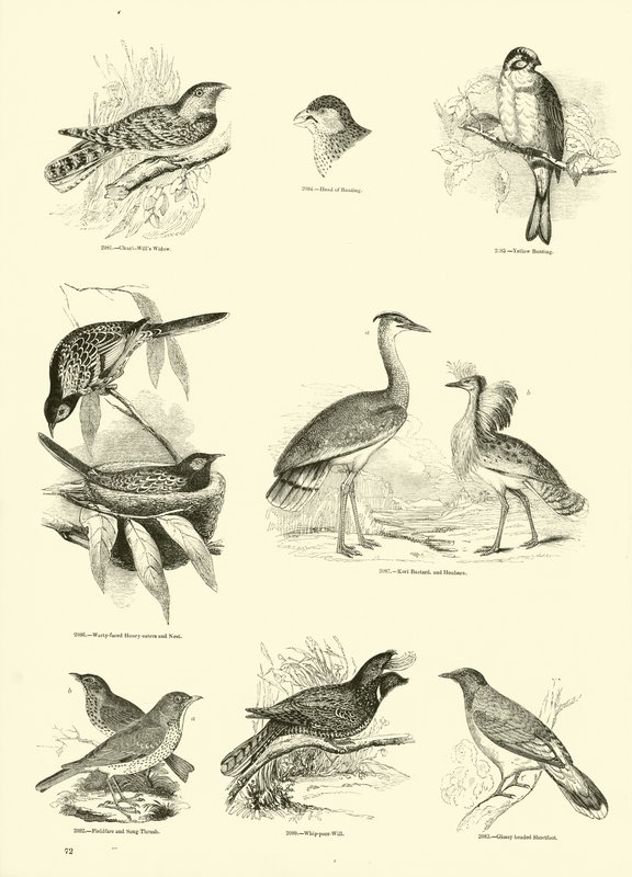Pagina uit Het Picturale Museum van Geanimeerde Natuur door English School