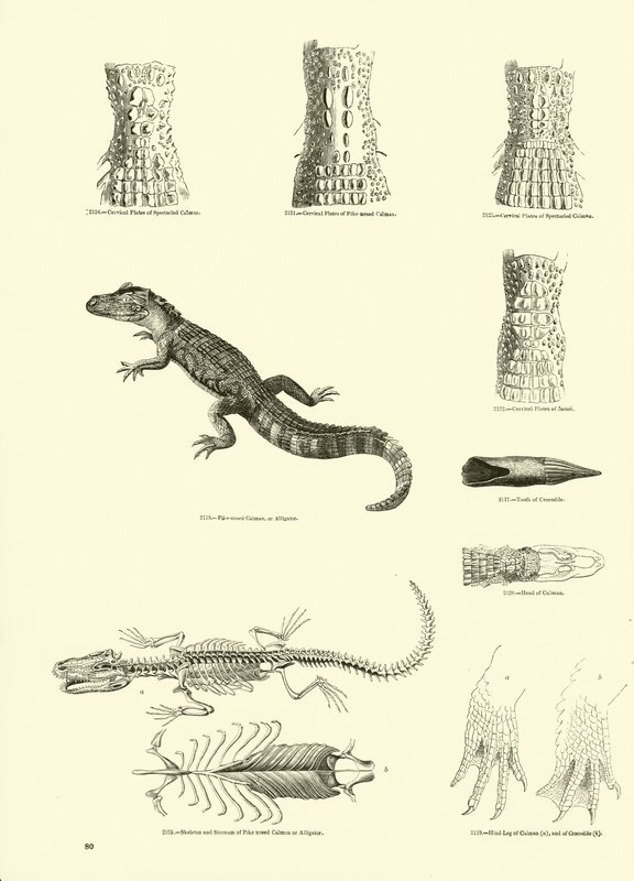 Pagina uit Het Picturale Museum van Geanimeerde Natuur door English School