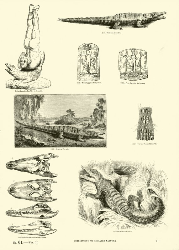 Pagina uit Het Picturale Museum van Geanimeerde Natuur door English School