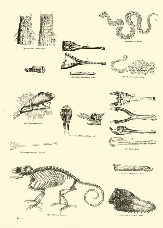 Pagina uit Het Picturale Museum van Geanimeerde Natuur door English School
