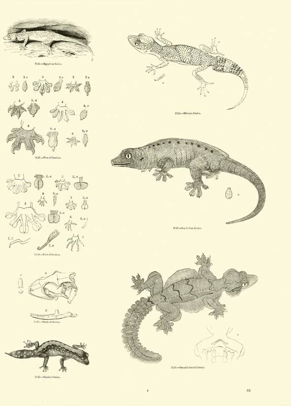 Pagina uit Het Picturale Museum van Geanimeerde Natuur door English School