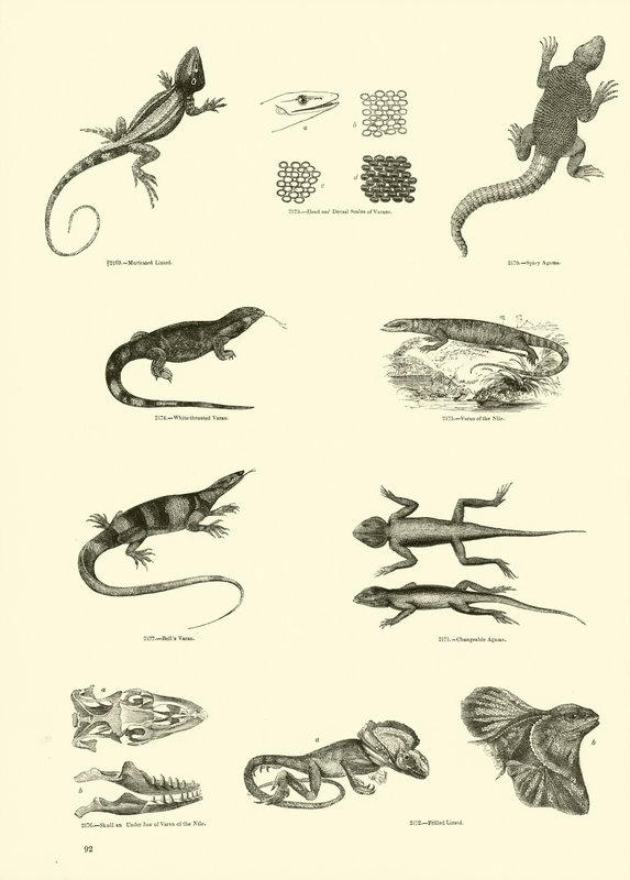 Pagina uit Het Picturale Museum van Geanimeerde Natuur door English School