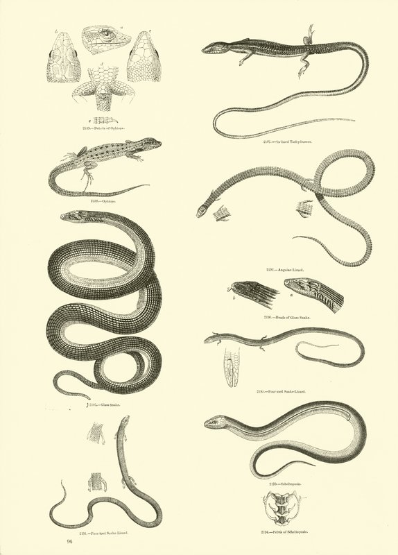 Pagina uit Het Picturale Museum van Geanimeerde Natuur door English School