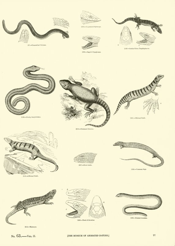 Pagina uit Het Picturale Museum van Geanimeerde Natuur door English School