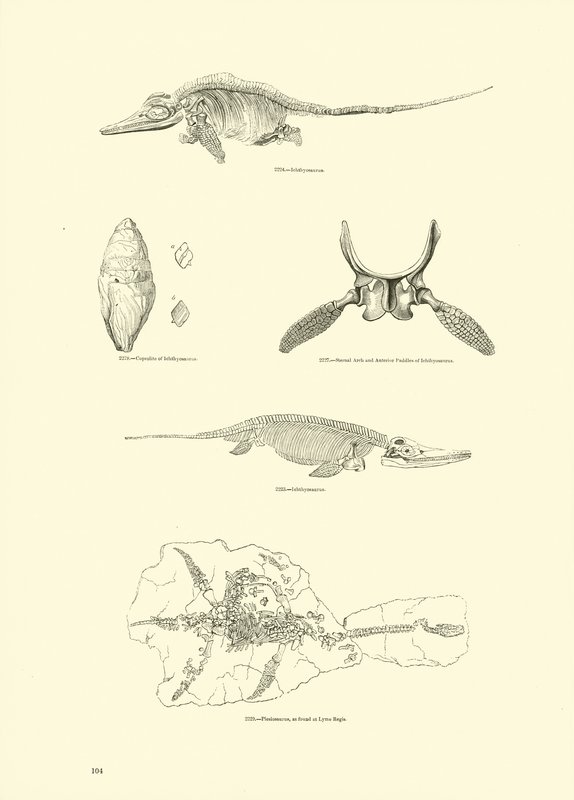 Pagina uit Het Picturale Museum van Geanimeerde Natuur door English School