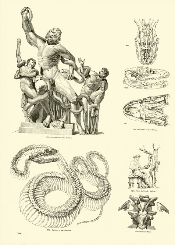 Pagina uit Het Picturale Museum van Geanimeerde Natuur door English School