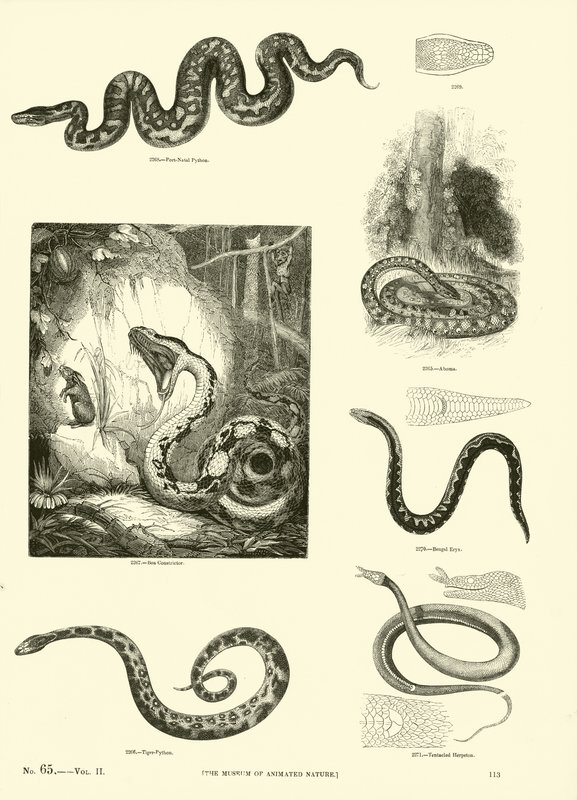 Pagina uit Het Picturale Museum van Geanimeerde Natuur door English School