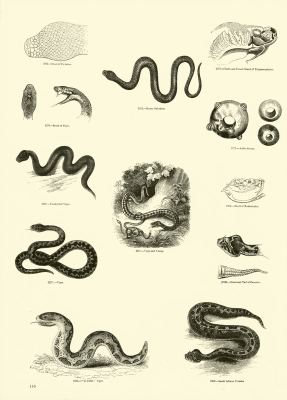 Pagina uit Het Picturale Museum van Geanimeerde Natuur door English School