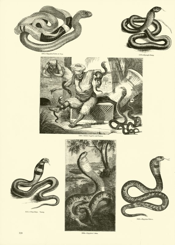 Pagina uit Het Picturale Museum van Geanimeerde Natuur door English School