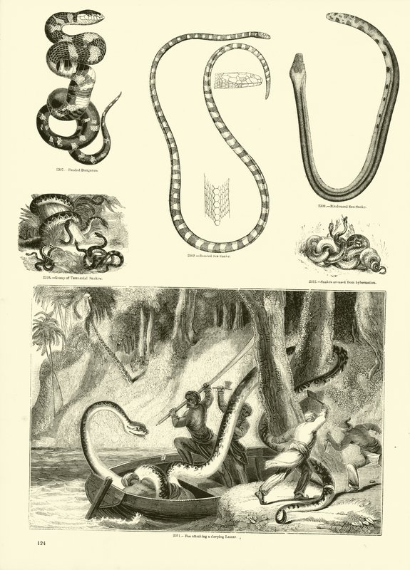 Pagina uit Het Picturale Museum van Geanimeerde Natuur door English School