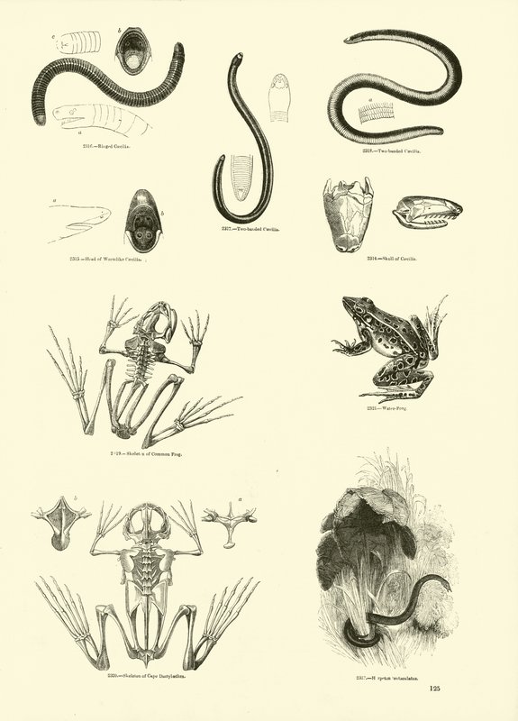 Pagina uit Het Picturale Museum van Geanimeerde Natuur door English School