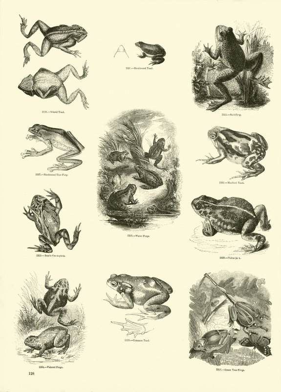 Pagina uit Het Picturale Museum van Geanimeerde Natuur door English School