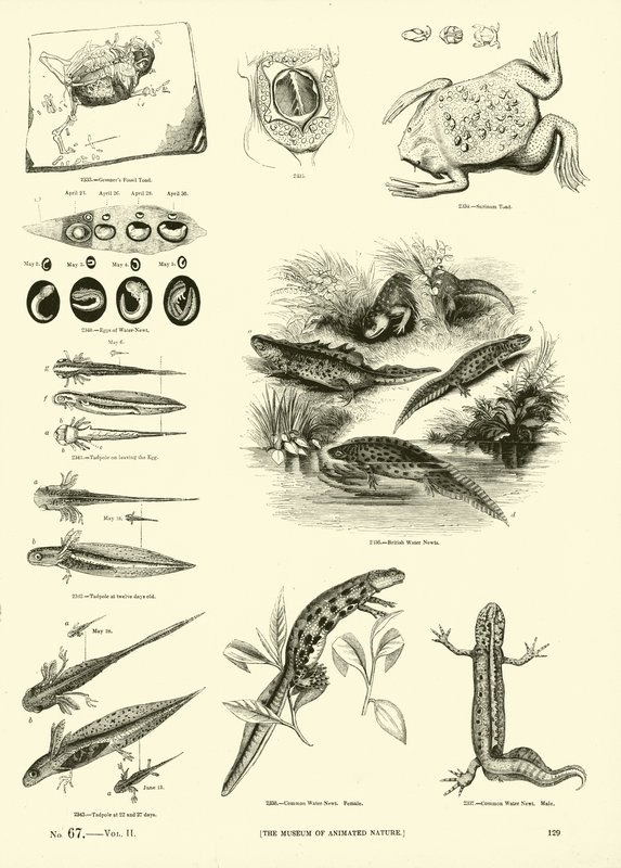 Pagina uit Het Picturale Museum van Geanimeerde Natuur door English School