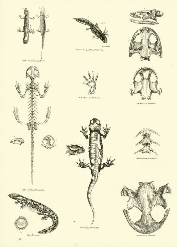 Pagina uit Het Picturale Museum van Geanimeerde Natuur door English School