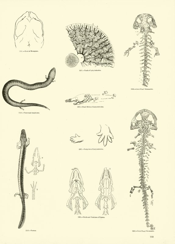 Pagina uit Het Picturale Museum van Geanimeerde Natuur door English School