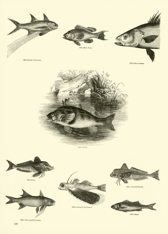 Pagina uit Het Picturale Museum van Geanimeerde Natuur door English School