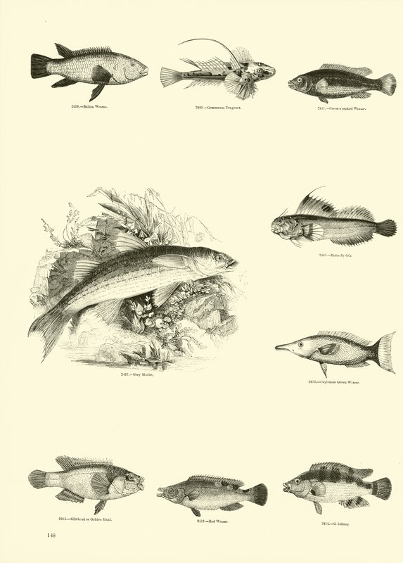 Pagina uit Het Picturale Museum van Geanimeerde Natuur door English School