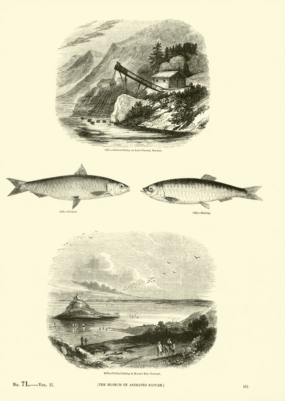 Pagina uit Het Picturale Museum van Geanimeerde Natuur door English School