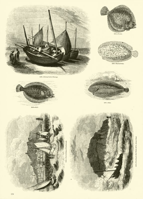 Pagina uit Het Picturale Museum van Geanimeerde Natuur door English School
