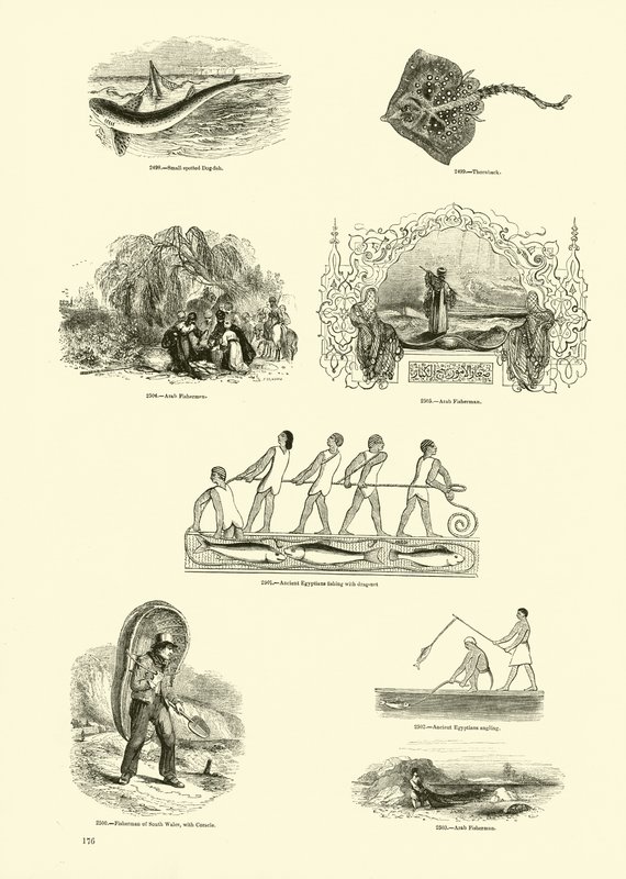 Pagina uit Het Picturale Museum van Geanimeerde Natuur door English School