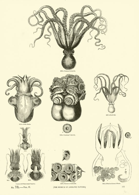 Pagina uit Het Picturale Museum van Geanimeerde Natuur door English School