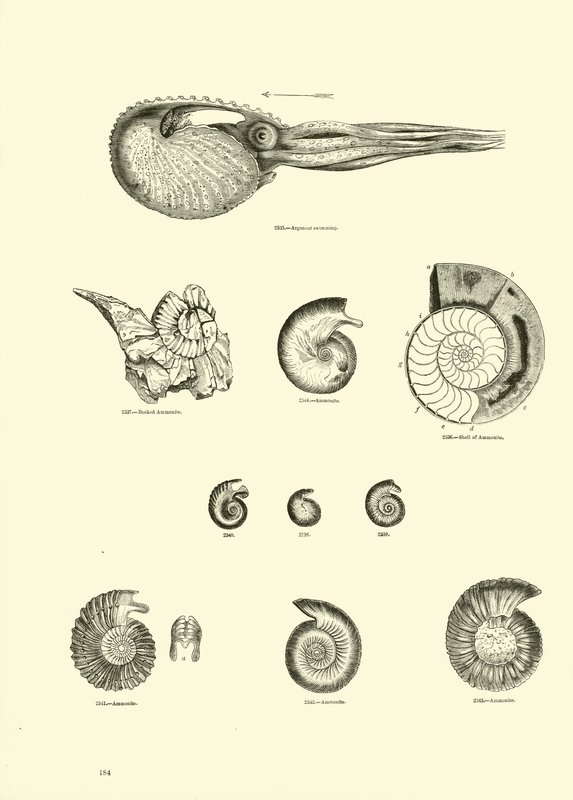 Pagina uit Het Picturale Museum van Geanimeerde Natuur door English School