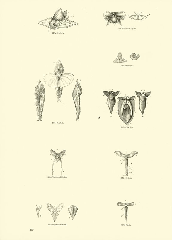 Pagina uit Het Picturale Museum van Geanimeerde Natuur door English School