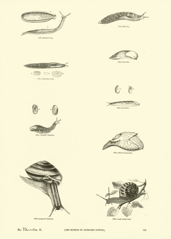 Pagina uit Het Picturale Museum van Geanimeerde Natuur door English School