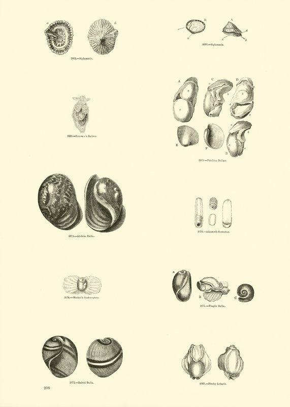 Pagina uit Het Picturale Museum van Geanimeerde Natuur door English School