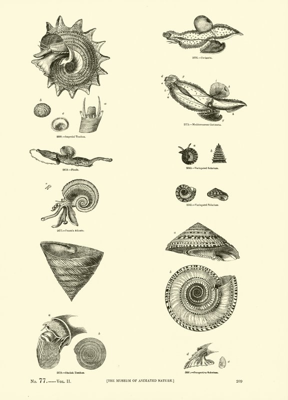 Pagina uit Het Picturale Museum van Geanimeerde Natuur door English School