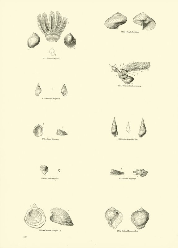 Pagina uit Het Picturale Museum van Geanimeerde Natuur door English School
