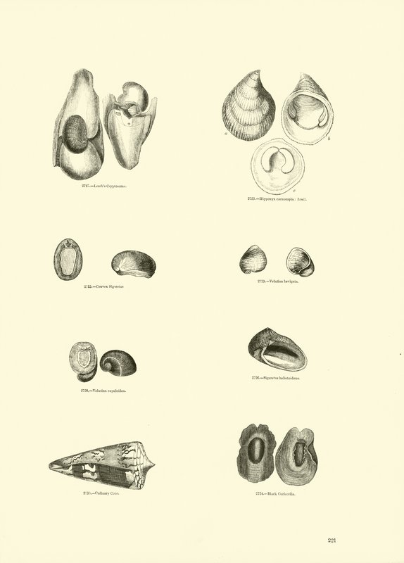 Pagina uit Het Picturale Museum van Geanimeerde Natuur door English School