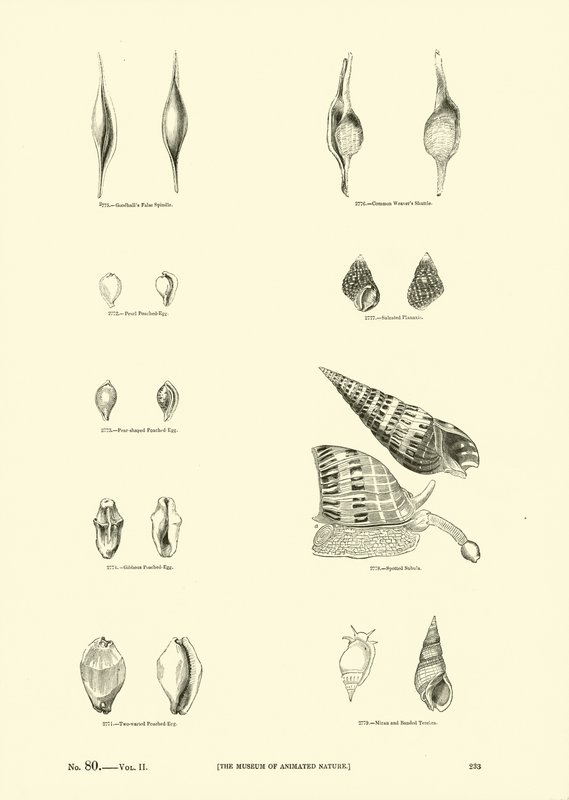 Pagina uit Het Picturale Museum van Geanimeerde Natuur door English School
