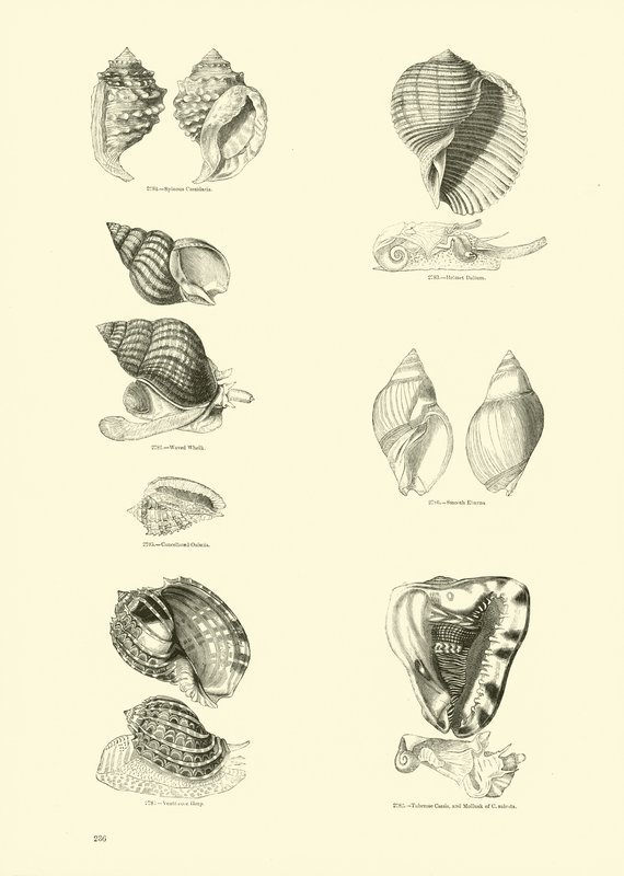 Pagina uit Het Picturale Museum van Geanimeerde Natuur door English School