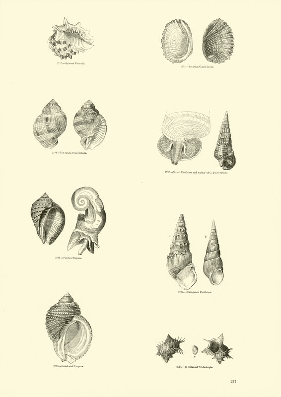 Pagina uit Het Picturale Museum van Geanimeerde Natuur door English School