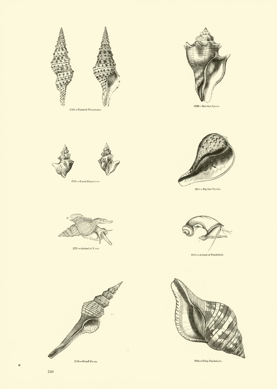 Pagina uit Het Picturale Museum van Geanimeerde Natuur door English School