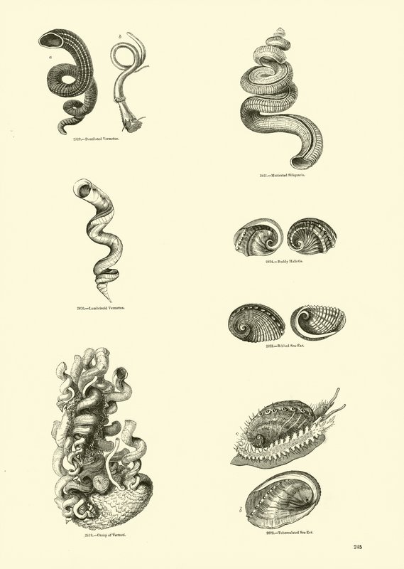 Pagina uit Het Picturale Museum van Geanimeerde Natuur door English School