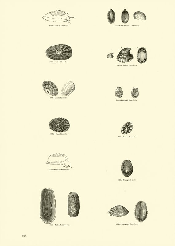 Pagina uit Het Picturale Museum van Geanimeerde Natuur door English School