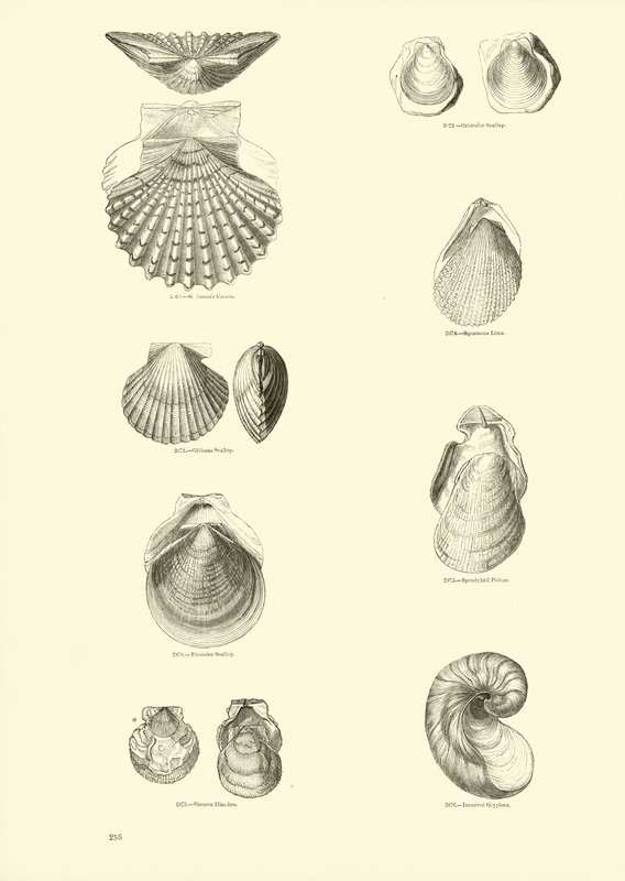 Pagina uit Het Picturale Museum van Geanimeerde Natuur door English School