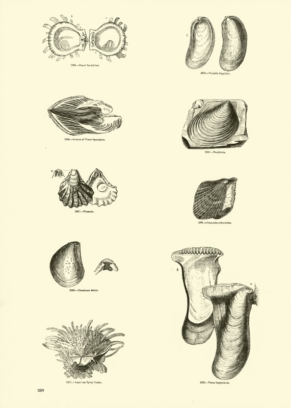 Pagina uit Het Picturale Museum van Geanimeerde Natuur door English School