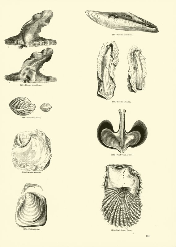 Pagina uit Het Picturale Museum van Geanimeerde Natuur door English School