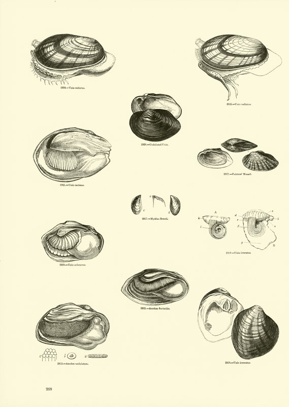 Pagina uit Het Picturale Museum van Geanimeerde Natuur door English School