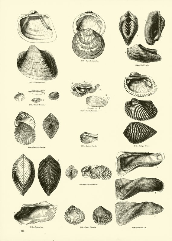 Pagina uit Het Picturale Museum van Geanimeerde Natuur door English School