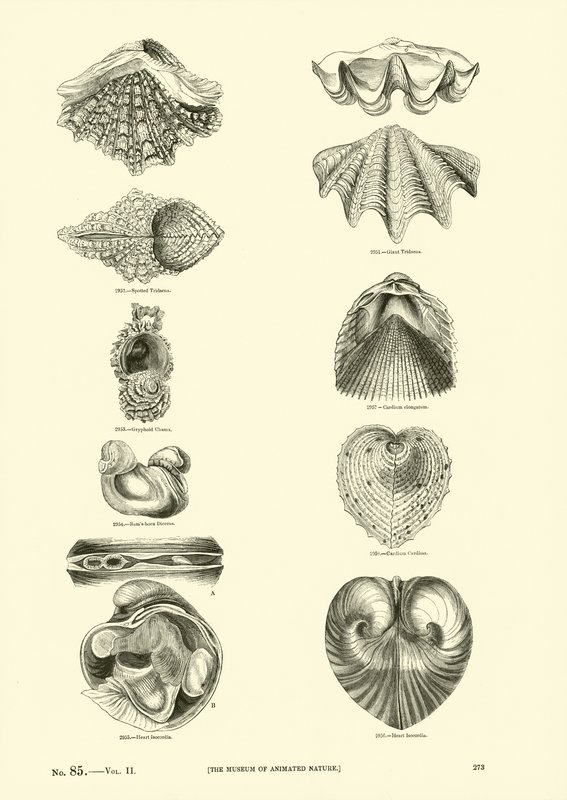 Pagina uit Het Picturale Museum van Geanimeerde Natuur door English School